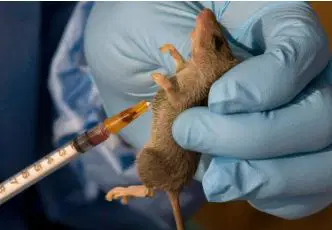 Lassa Fever Outbreak Hits Nigeria: Over 1,000 Cases Reported